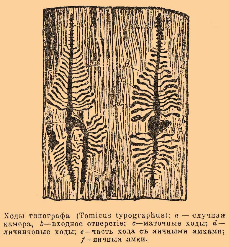 Типограф*