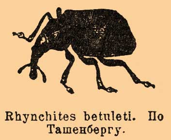 Трубковерт*