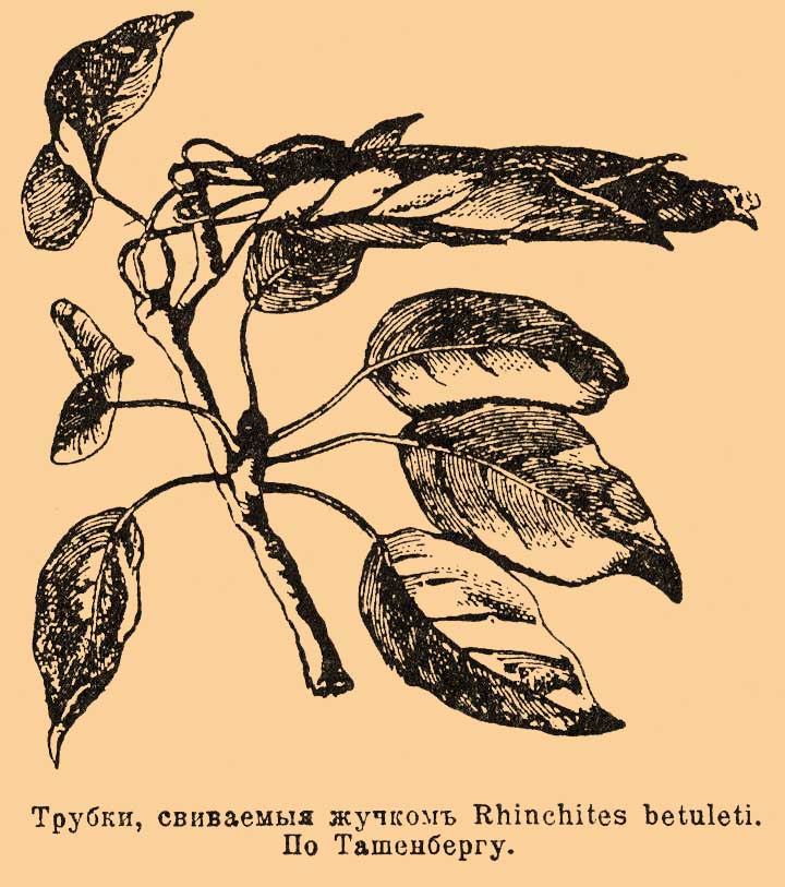 Трубковерт*