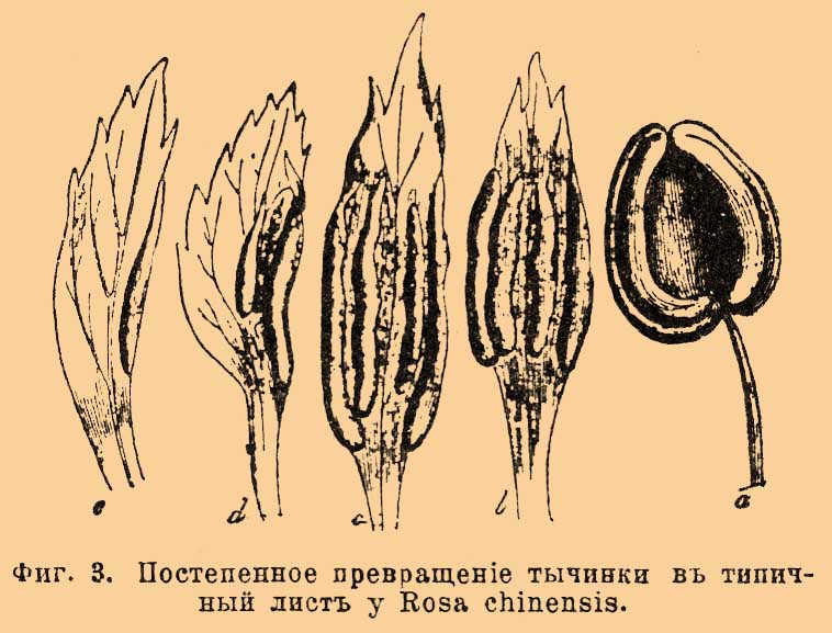 Тычинка*