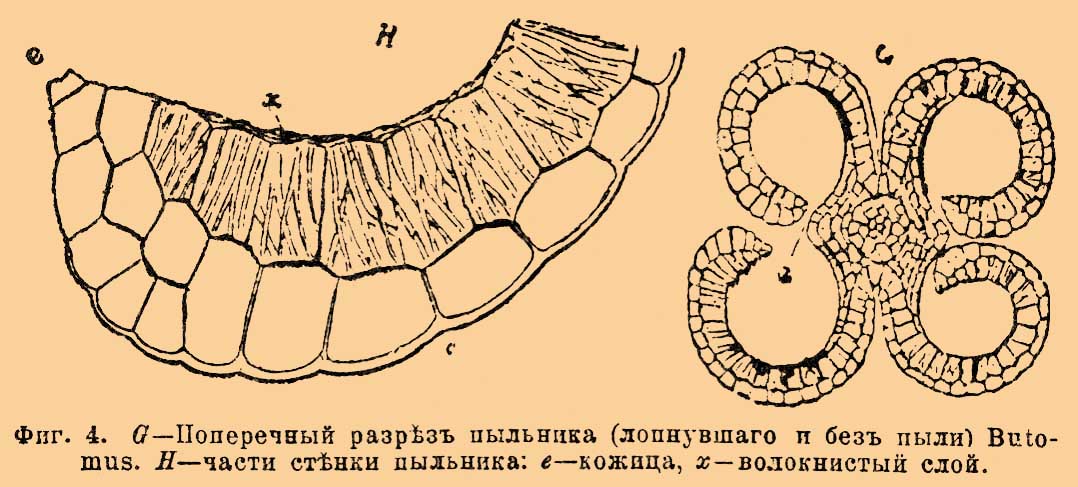 Тычинка*
