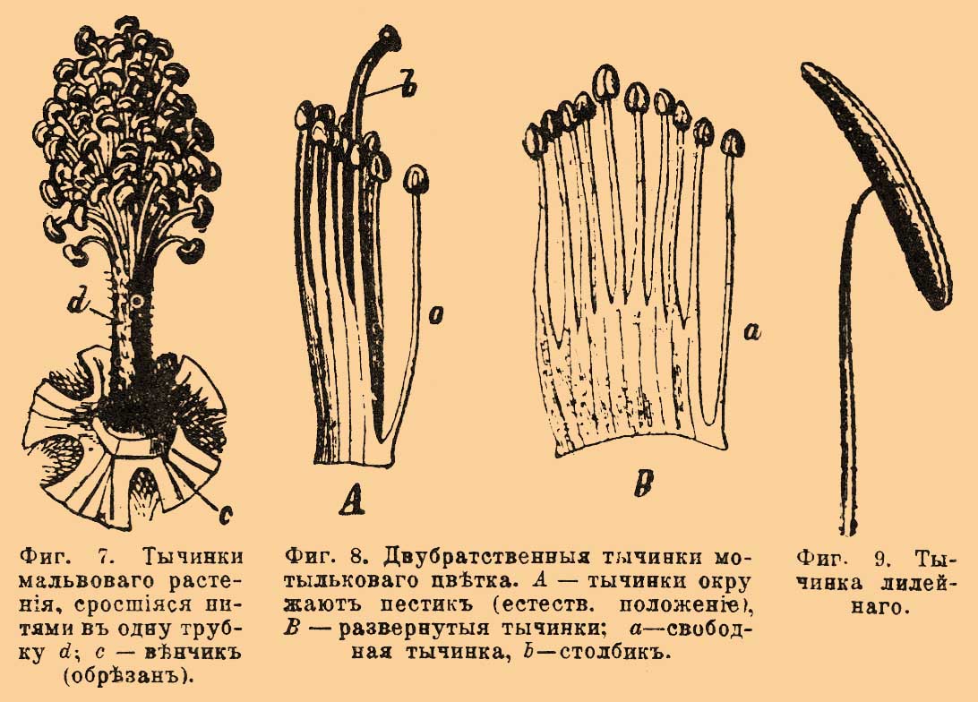 Тычинка*