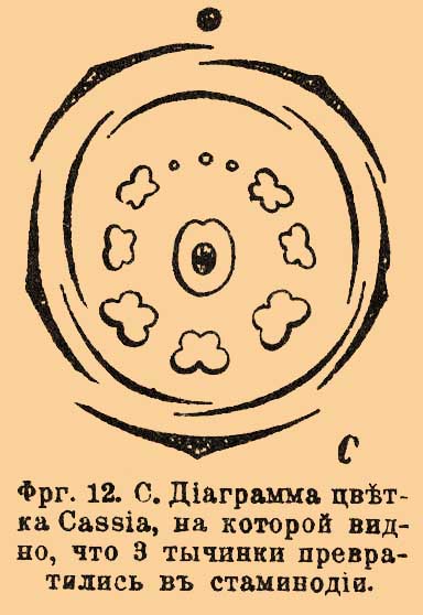 Тычинка*