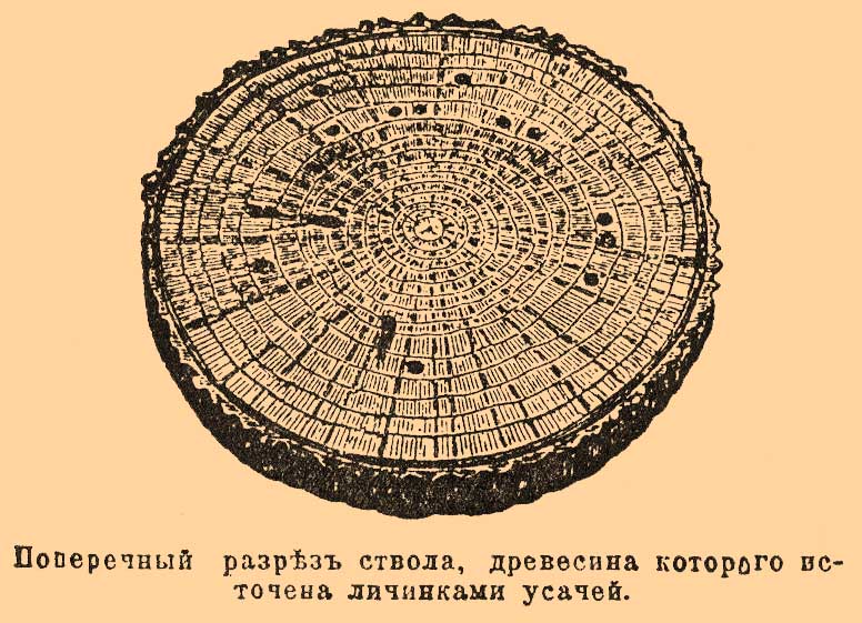 Усачи*