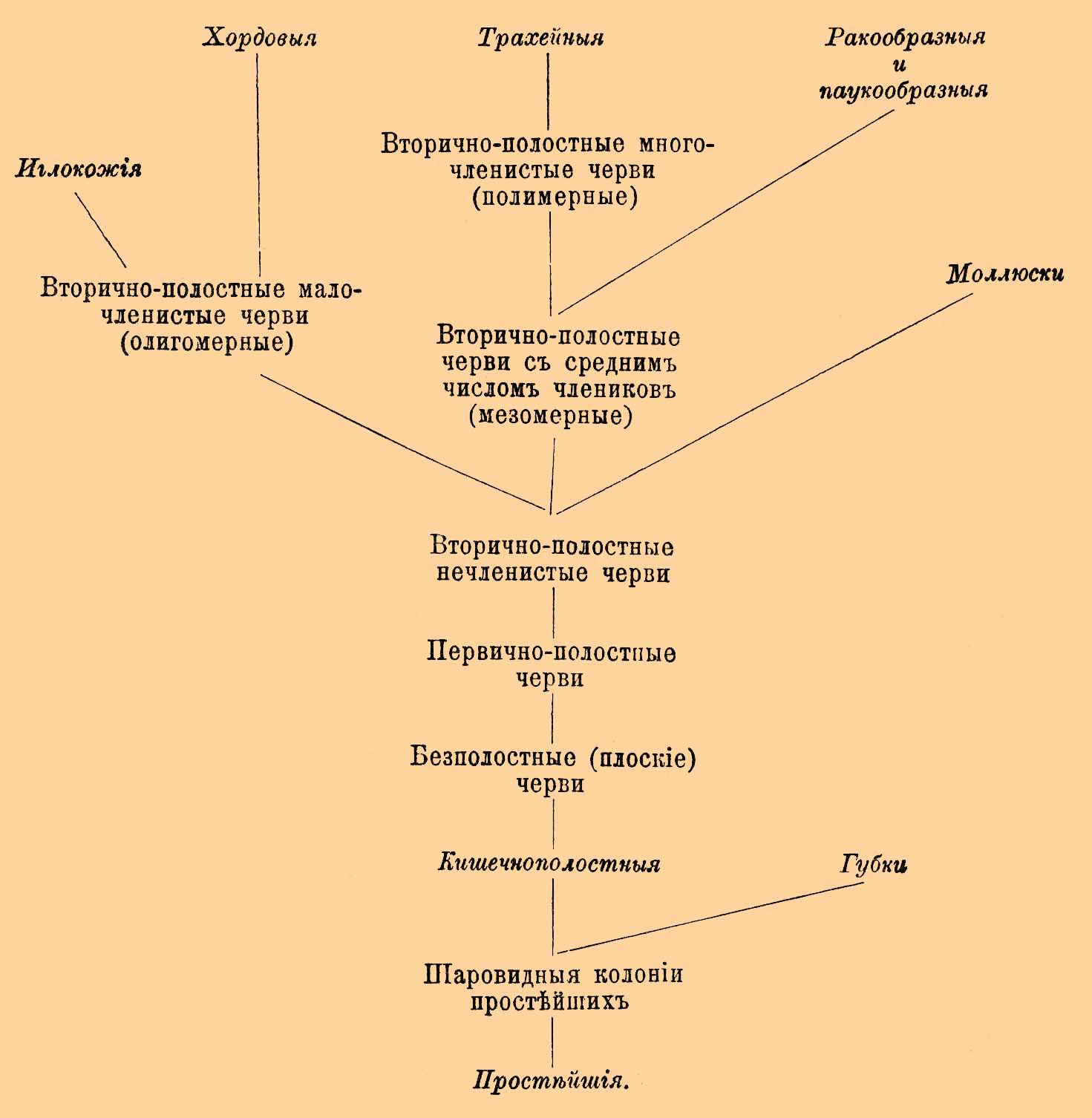 Филогения*
