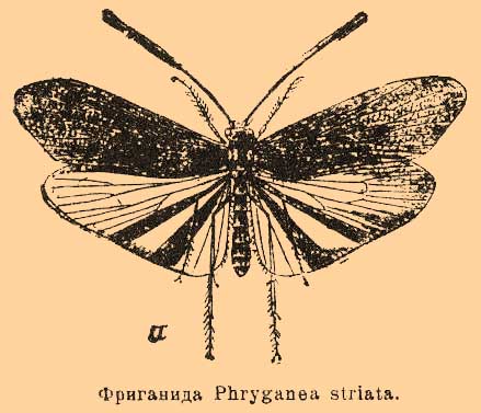 Фриганиды