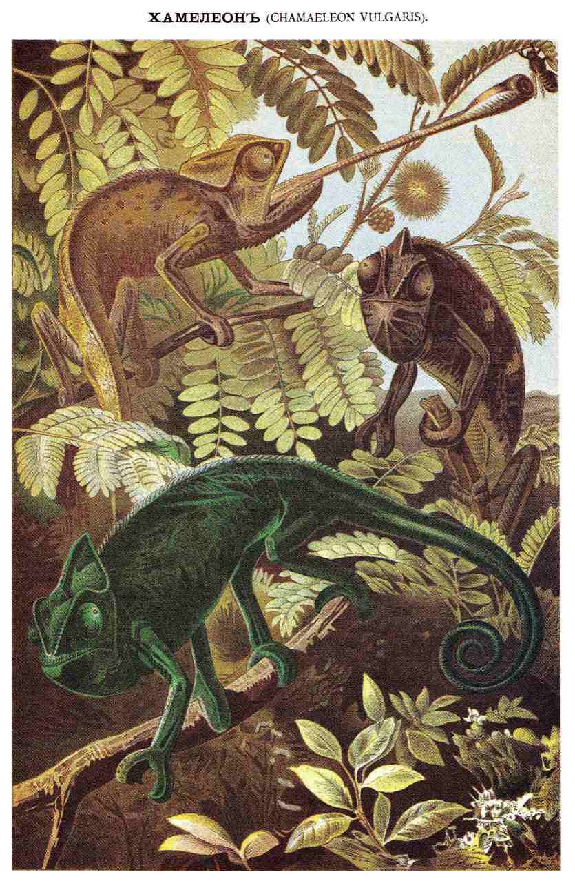 Хамелеон, род ящериц