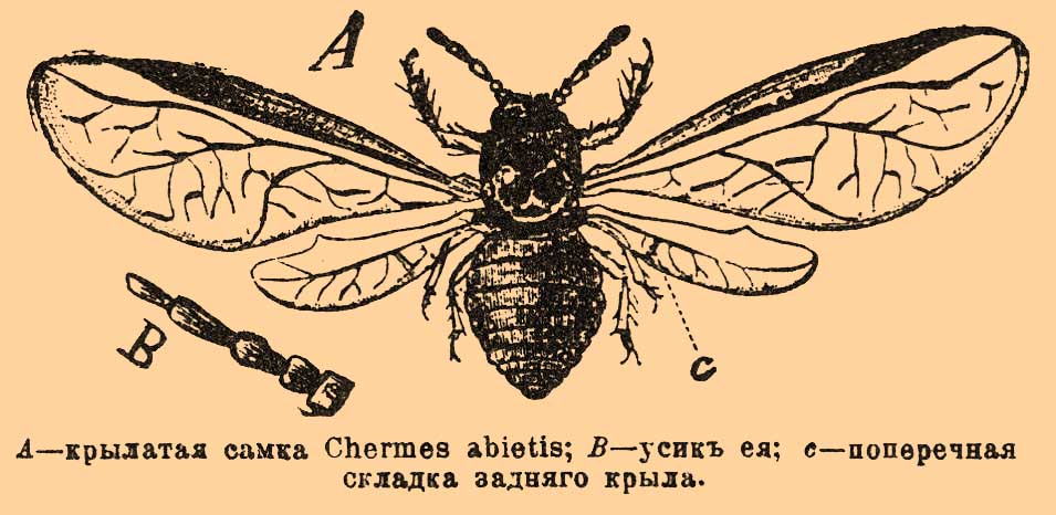 Хермесы