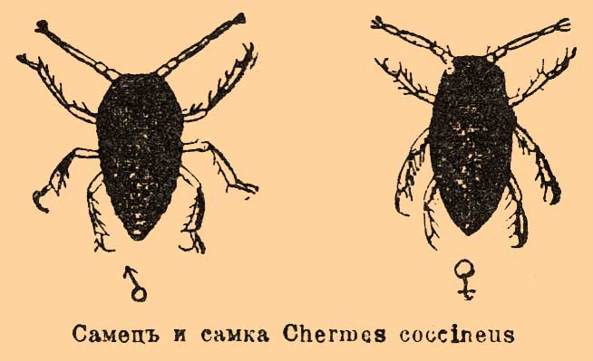 Хермесы