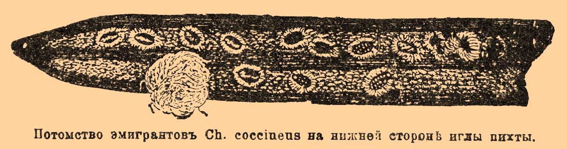 Хермесы