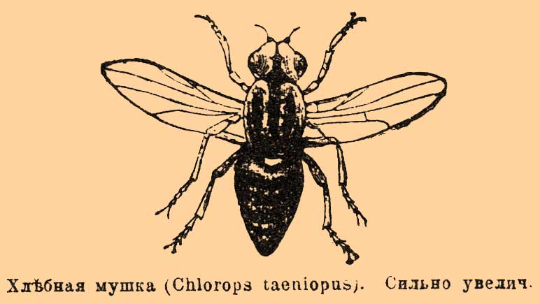Хлебная мушка