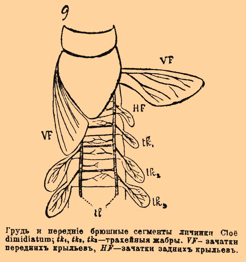 Хлое