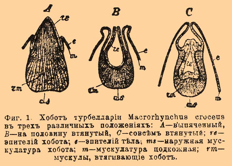 Хобот
