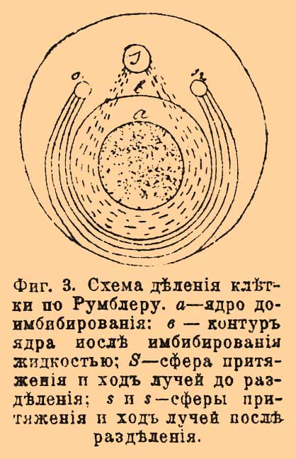 Центрозома