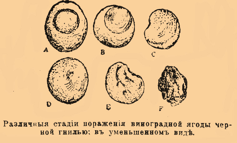 Черная гниль