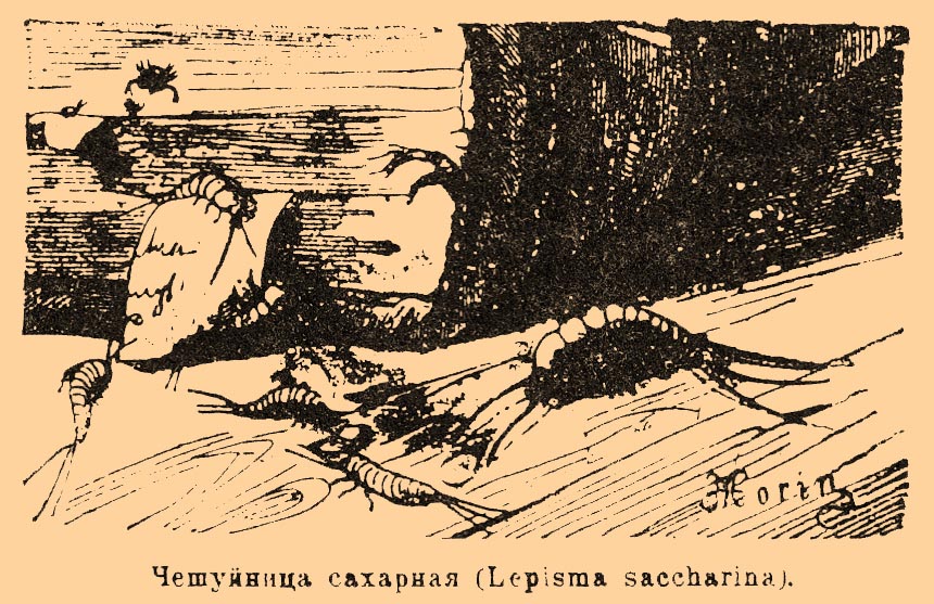 Чешуйница сахарная