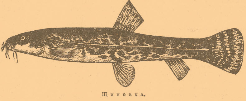 Щиповка*
