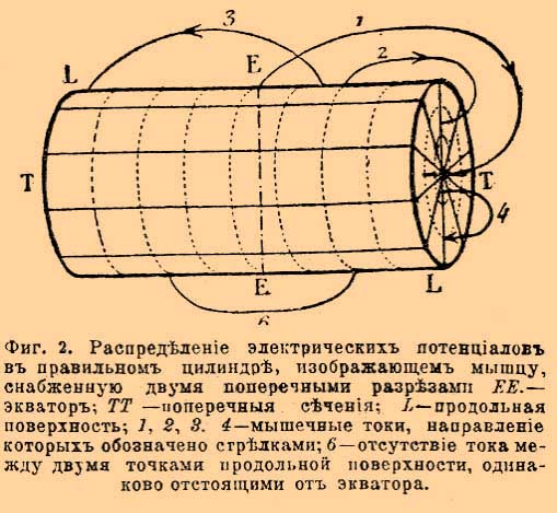 Электрофизиология*
